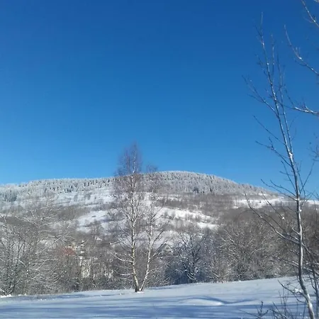 Dziki *